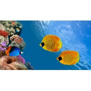 Aquabella Aquarium Inovations